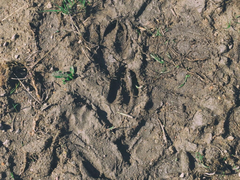 DSCF6898